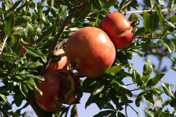 Granado - Fruto (Punica granatum)