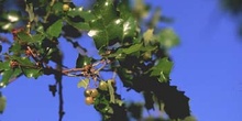 Quejigo - Agalla (Quercus faginea)