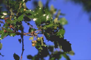 Quejigo - Agalla (Quercus faginea)