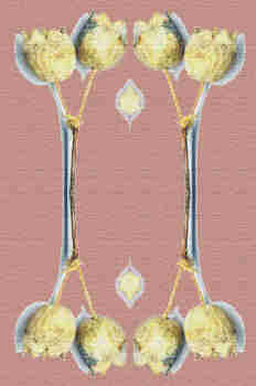 Fantasía simétrica