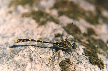 Libélula cernícalo (Onychogomphus uncatus)