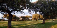 Dehesa, Extremadura