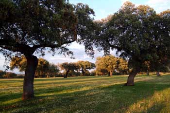 Dehesa, Extremadura
