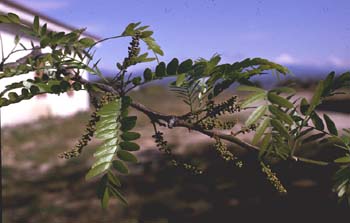 Acacia de tres espinas - Flor (Gleditsia triacanthos)