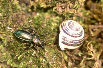 Carabo metálico (Crysocarabus splendens)