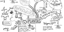 Las plantas