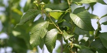 Olmo común - Hojas (Ulmus minor)