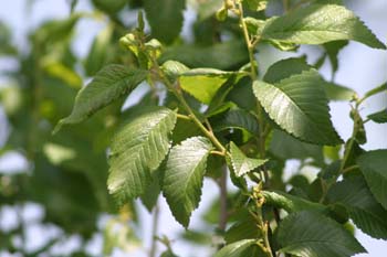 Olmo común - Hojas (Ulmus minor)