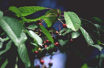Cerezo - Fruto (Prunus avium)