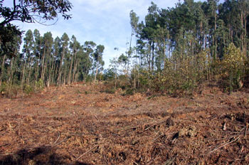 Catástrofe ecológica