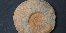 Cotteswoldia costulata (Ammonites) Jurásico