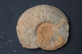 Cotteswoldia costulata (Ammonites) Jurásico