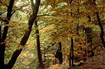 Castaño - Bosque (Castanea sativa)