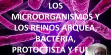 Microorganismos (I)