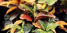 Croton (Codiaeum)