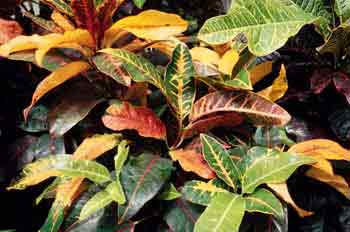 Croton (Codiaeum)