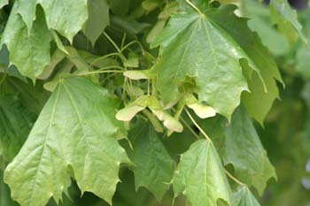 Arce real - Hoja (Acer platanoides)