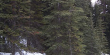 Bosque, Lago Louise, Parque Nacional Banff