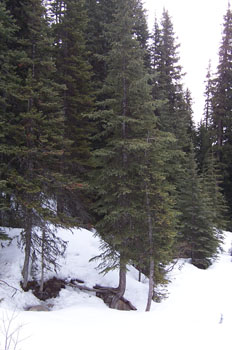 Bosque, Lago Louise, Parque Nacional Banff