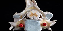 Estructura de Vértebra