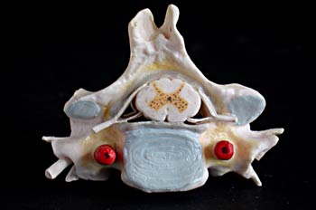 Estructura de Vértebra