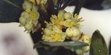 Laurel - Hojas/Flores Masc (Laurus nobilis)