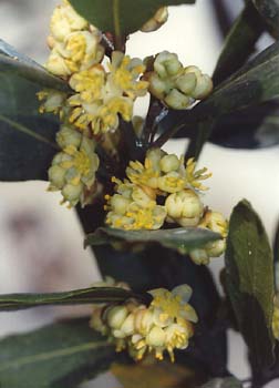 Laurel - Hojas/Flores Masc (Laurus nobilis)
