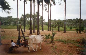 Extracción de aceite de coco