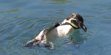 Pingüino de Magallanes (Spheniscus magellanicus)