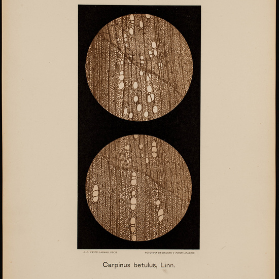 IES_CARDENALCISNEROS_BOTÁNICA_II_LÁMINAS_039