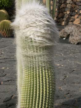 Cephalocereus senilis