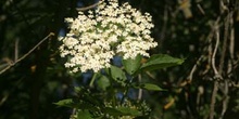 Saúco - Flor (Sambucus nigra)