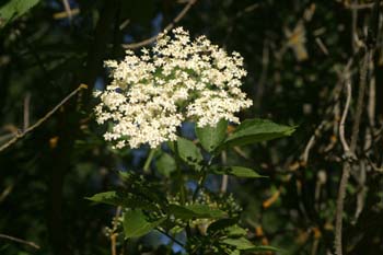 Saúco - Flor (Sambucus nigra)