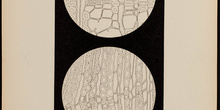 IES_CARDENALCISNEROS_BOTÁNICA_II_LÁMINAS_040