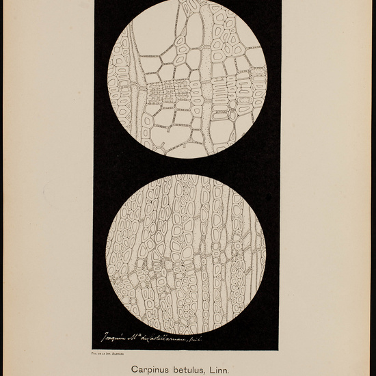 IES_CARDENALCISNEROS_BOTÁNICA_II_LÁMINAS_040