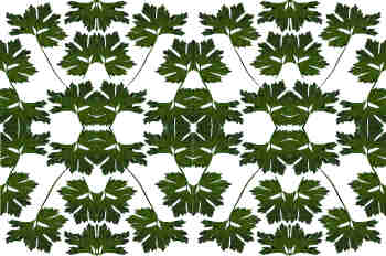 Seriación de simetrías en verde