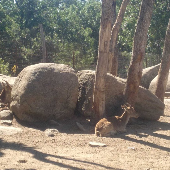 2019_06_14_4º de primaria en Cañada Real_CEIP FDLR_Las Rozas 5