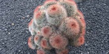 Mammillaria spinosissima