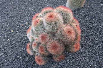 Mammillaria spinosissima