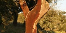 Alcornoque - Tronco (Quercus suber)