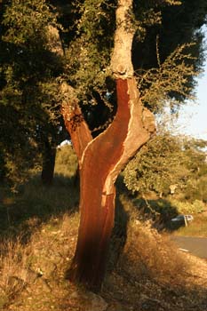 Alcornoque - Tronco (Quercus suber)
