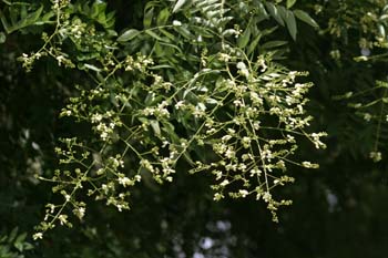 Falsa acacia de Japón - Flor (Sophora japonica)