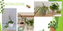 DE PATIO A JARDIN