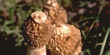Seta Falo (Phallus impudicus)
