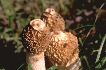 Seta Falo (Phallus impudicus)