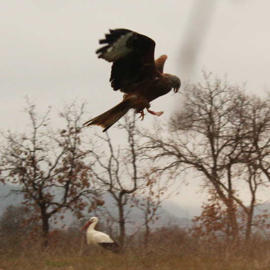 El vuelo del milano real 10