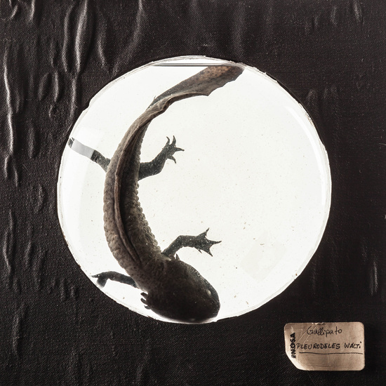 IES_SANISIDRO_MUSEO_Zoolgía_040