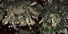 Tilo plateado (Tilia tomentosa)