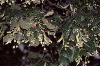 Tilo plateado (Tilia tomentosa)