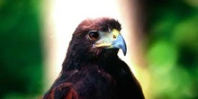 águila, "Aquila chrysaetos"